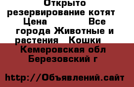 Открыто резервирование котят › Цена ­ 15 000 - Все города Животные и растения » Кошки   . Кемеровская обл.,Березовский г.